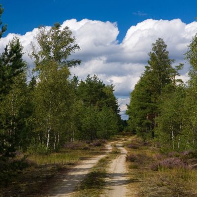 Wrzosowa Kraina - leśna ścieżka