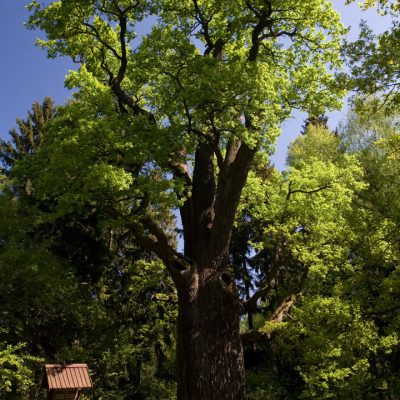 Wrzosowa Kraina - dąb Chrobry