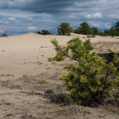 Wrzosowa Kraina - roślinność