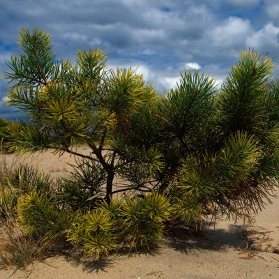 Wrzosowa Kraina - roślinność