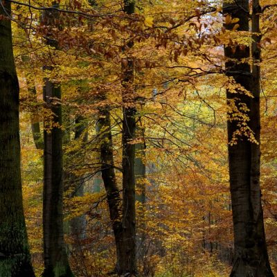 Wrzosowa Kraina - las