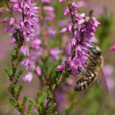 Wrzosowa Kraina - pszczoła na wrzosie