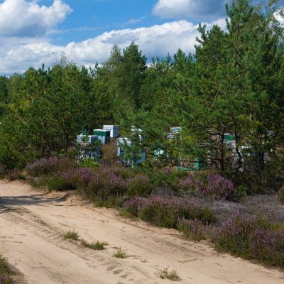 Wrzosowa Kraina - wrzosowisko